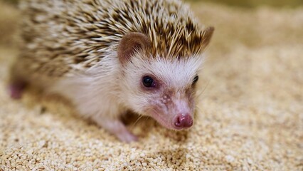 ハリネズミの顔のアップ