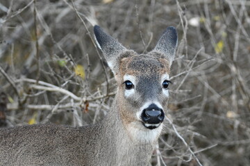 Portrait of a young deer fist winter