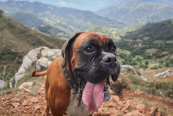 boxer dog brown tongue portrait landscape
