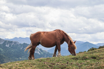 brown horse mountain rural landscape