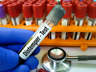 Canine Distemper Virus Ag Test positive blood sample. Qualitatively detects Canine Distemper Virus...