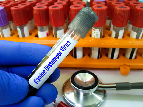 Canine Distemper Virus Ag Test positive blood sample. Qualitatively detects Canine Distemper Virus (CDV Ag) from a dog's ocular or nasal secretions, serum, or plasma