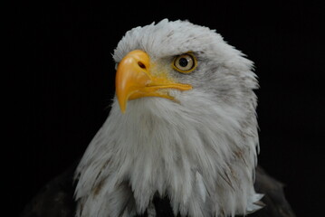 Weißkopfseeadler (Haliaeetus leucocephalus), Vorkommen in Nordamerika, captive, Deutschland, Europa