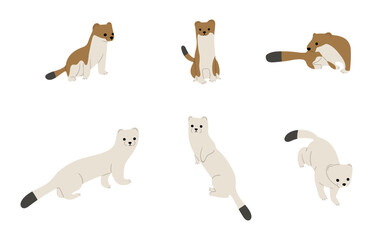stoats,ermine and weasels cute 5 on a white background, vector illustration, Some stoats turn completely or partially white in winter.