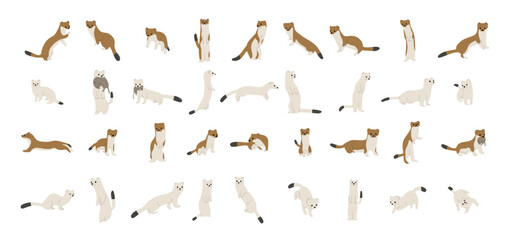 stoats,ermine and weasels cute collection 1 on a white background, vector illustration, Some stoats turn completely or partially white in winter. - obrazy, fototapety, plakaty