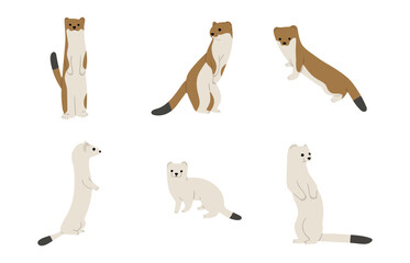 stoats,ermine and weasels cute 2 on a white background, vector illustration, Some stoats turn completely or partially white in winter.