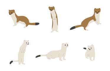 stoats,ermine and weasels cute 3 on a white background, vector illustration, Some stoats turn completely or partially white in winter.