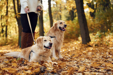 Close up view. Woman on the walk with her two dogs in the autumn forest