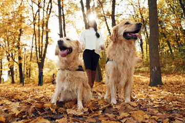 Front view, beautiful portrait of animals. Woman on the walk with her two dogs in the autumn forest