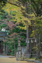 東京赤坂氷川神社の秋の風景