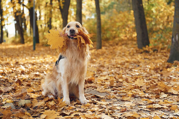Sitting on the ground. Cute dog is outdoors in the autumn forest at daytime