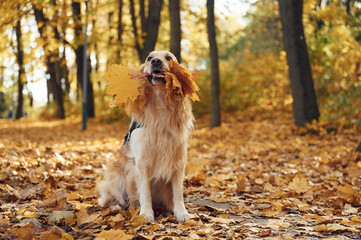 Naklejka na ściany i meble Sitting on the ground. Cute dog is outdoors in the autumn forest at daytime