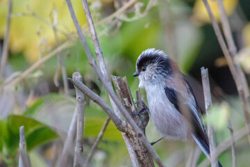 エナガと秋の風景