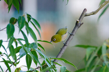 メジロが枝にとまる