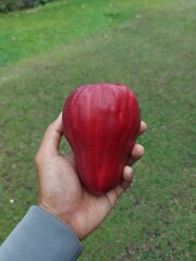 Jambu bol jamaika or Syzygium malaccense.This guava fruit has a texture of flesh that is softer and...