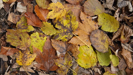 Der Herbst geht und der Winter kommt