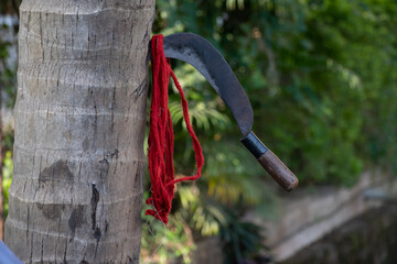 Coconut cutting knife tied onto the stem of coconut tree. Leaves, fruit, natural drink, hydration, healthy. Climber, cut, chop, money, labor, cheap, seashore, business, murder, livelihood, blood.