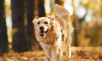 Running forward. Cute dog is outdoors in the autumn forest at daytime