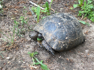 Close-Up Of Feeding Turtle On Field 