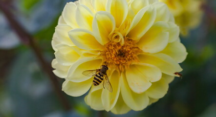 Dahlia flower close-up on a green background in summer