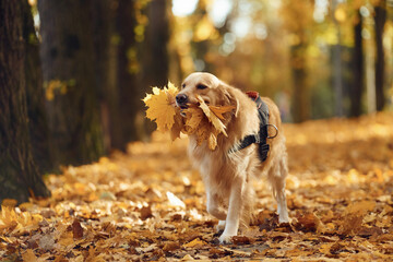 Naklejka na ściany i meble Holding leaves in mouth. Cute dog is outdoors in the autumn forest at daytime