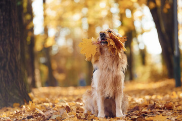Cute dog is outdoors in the autumn forest at daytime. With yellow leaves in mouth