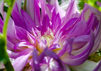 Aster flowers close-up on a green background in summer