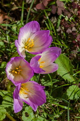 Crocus flower close-up on a green background in summer