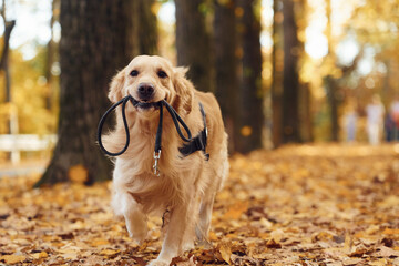 With a leash in his mouth. Cute dog is outdoors in the autumn forest at daytime - obrazy, fototapety, plakaty
