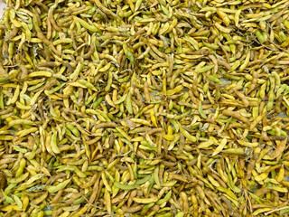 Fresh soybeans from the garden, for background