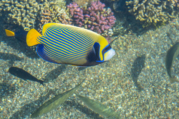 Fototapeta na wymiar Coral reef fish in the water.