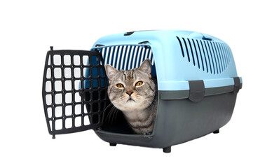 Obraz premium A Scottish cat lies in a carrier and looks out of it.