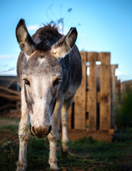 Portrait of a curious donkey grazing in a pen in the countryside on the farm looking at the camera farm grazing animals.