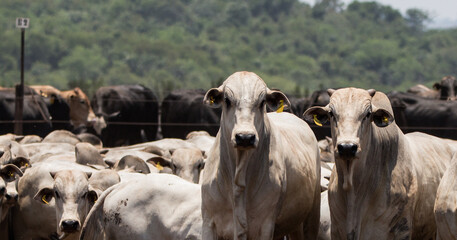 Fototapeta na wymiar nellore cattle in feedlot: meat production