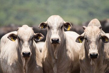 nellore cattle in feedlot: meat production