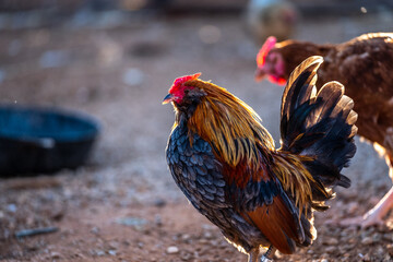 colorful rooster with his crest cut off rescued from a farm animal shelter