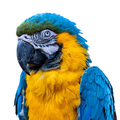 Macaw/parrot close up headshot of the parrot posing on a branch