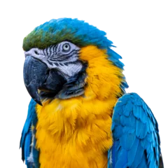 Schilderijen op glas Macaw/parrot close up headshot of the parrot posing on a branch © matt