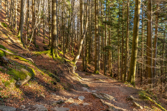 The path leading to the summit of Monte Penna covered in autumnal leaves, Badia Prataglia, Arezzo, Italy