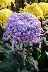 菊花展の大菊(古典菊)紫色