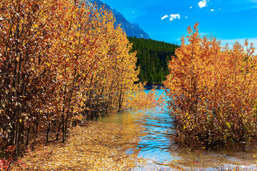 Fototapeta premium Canadian autumn