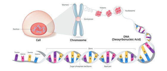 Cell anatomy, Chromosome structure, Histone and DNA(Deoxyribonucleic Acid). Thymine, Adenine, Guanine, Cytosine, Sugar phosphate backbone, base pair and gene.