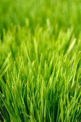 Common barley green leaves