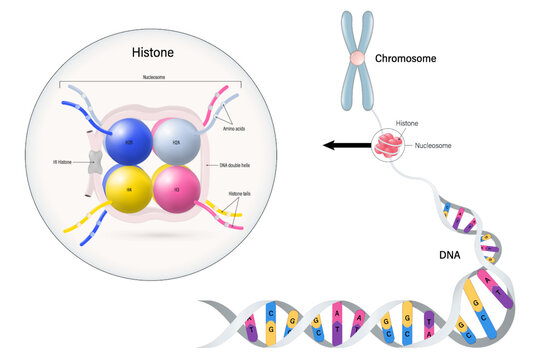 Histones vector. Histone proteins (H2A, H2B, H3, and H4) core. Nucleosome. Chromosome and DNA double helix.