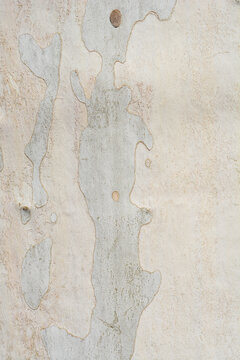 London Plane Tree Bark Detail