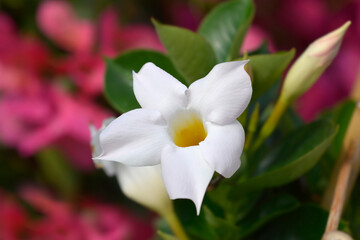 Mandevilla Sundaville White flower