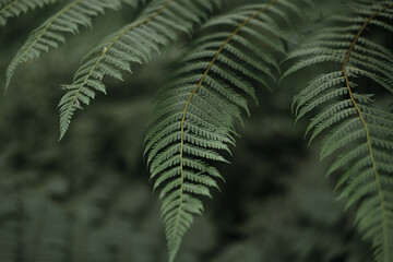 fern leaves