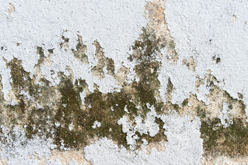 Close-up view of the moss on the wall.