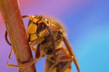 hornet on twig