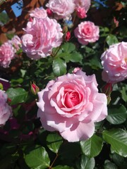 pink and white roses
